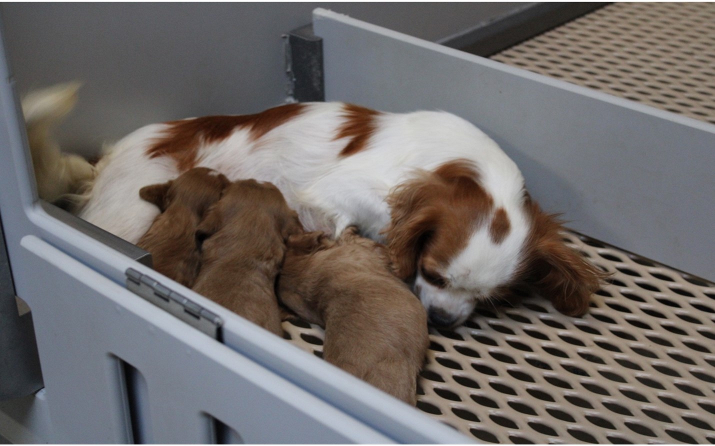 a dog and her puppies